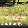 เรื่องใหญ่ ถ่ายภาพติด "นกยูง" แปลกปลอม 2 ตัวที่ห้วยขาแข้ง เจ้าหน้าที่พลิกป่าตามล่า