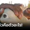 ฮือฮา มนุษย์จับ "สัตว์ประหลาด" ในทะเล ชาวประมงยังไม่รู้จัก มีแค่ 50 ตัวในโลก!
